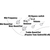 Ibanez EHB1500-CTF Electric Bass Cosmic Blue Starburst Flat thumbnail 11