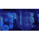 Eurolite UV-Seifenblasenfluid 1L Blau