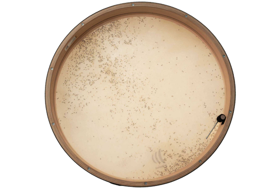 Schlagwerk RTS51CD Coast Drum image 3