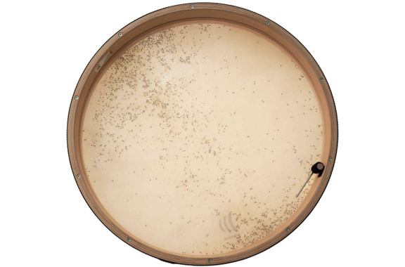 Schlagwerk RTS51CD Coast Drum image 3