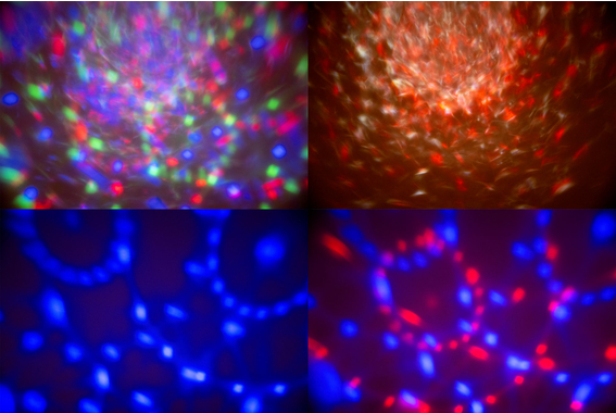 Showlite MEL-4 Multi-Effect-Light  - Retoure (Zustand: sehr gut) image 5