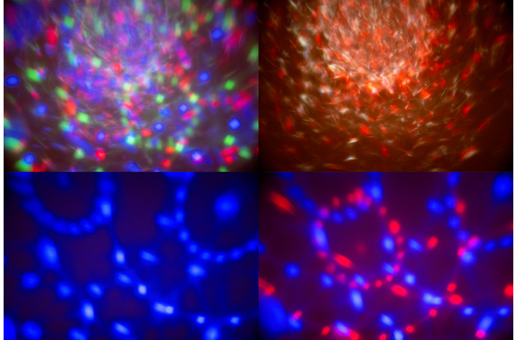 Showlite MEL-4 Multi-Effect-Light image 5