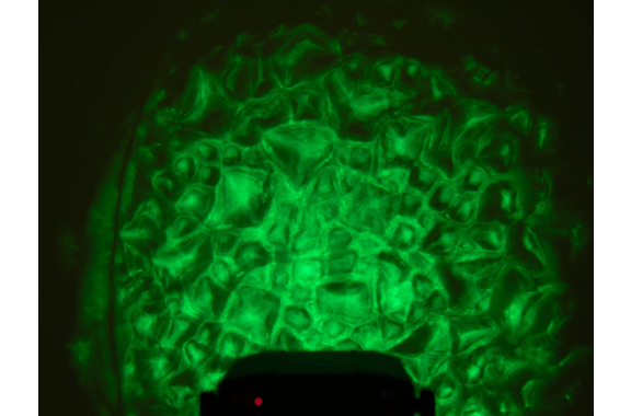 Eurolite LED WF-30 Watereffect image 6