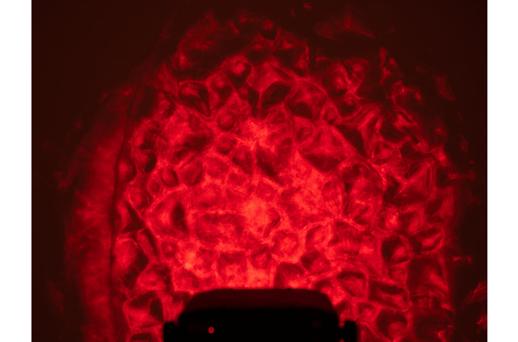 Eurolite LED WF-30 Watereffect image 7