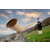 Lechgold Alphorn Naturel F 360 cm 3 parties thumbnail 8