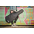 Boss CB-EG01 Gitaar-Gigbag thumbnail 9